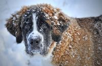 Les soins courants pour votre chien à ne pas négliger en hiver